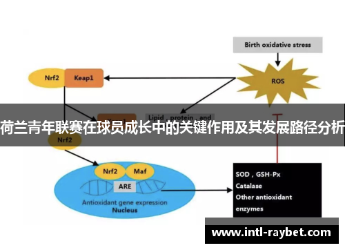 荷兰青年联赛在球员成长中的关键作用及其发展路径分析